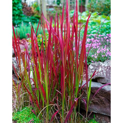 Buy hardy perennial Japanese blood grass Imperata 'Red Baron' green-red ...