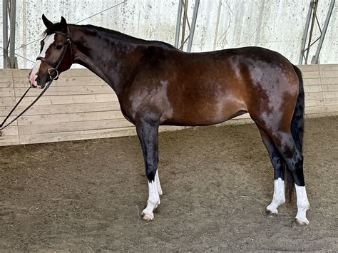 Breed | Warmblood Sales