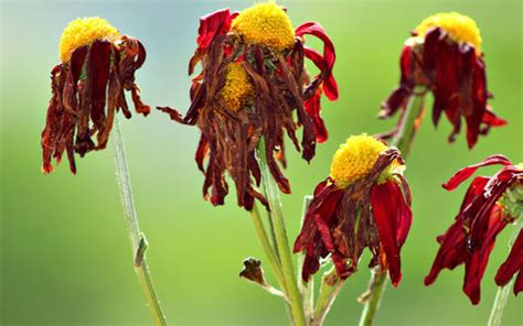 7 ‘plant-health’ hacks every plant parent should know | Nurserylive