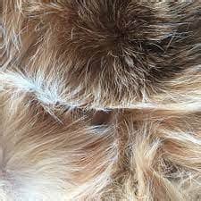 Animal Fibre - Definition, Examples, Types, FAQs