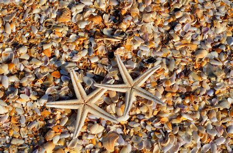 Sanibel Island Shelling: A Local’s Guide to Finding the Best Shells ...