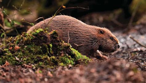 WILD BEAVERS LEGALLY RELEASED IN ENGLISH RIVERS | BBC Countryfile ...