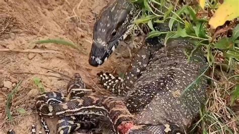 Image result for Dragon vs Python