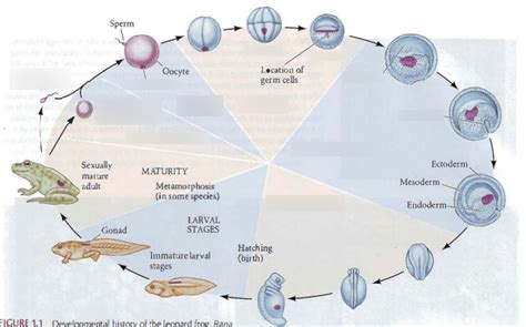 Image result for Frog Development CSIR Pyq