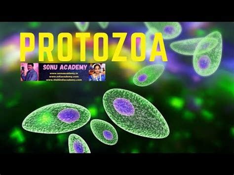 SONU ACADEMY: PRTOZOA | AMOEBA | EUGLENA | CLASS 8 | MICROORGANISMS | CBSE