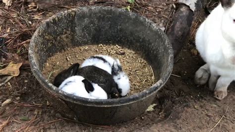 DIY Rabbit Colony 的图像结果
