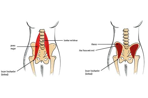 Psoas Muscle Massager Fascia Blaster Hip Flexor Release Tool - Large Size For Psoas/Iliacus ...