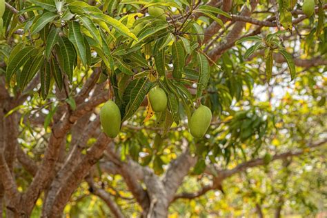 Mango Fruit Tree 的图像结果