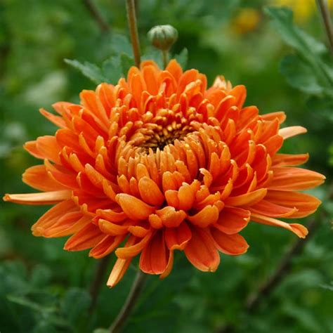 Flowers Name in Marathi and English (With Pictures)