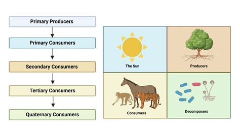 Primary Consumers Examples Food Chain Twinkl South Africa Teaching