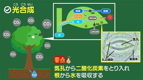 Image result for WisdomTree China
