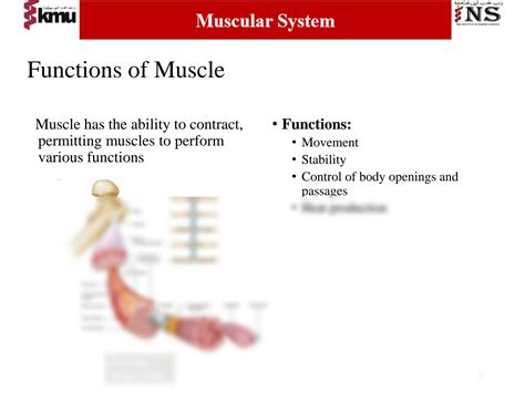 Image result for Muscular System Lecture Video