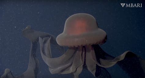 A Burst of Deep Sea Fireworks: A Rare Jellyfish Filmed by the E/V ...
