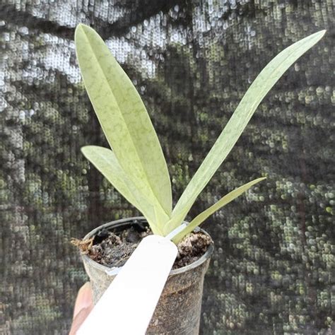 Paph. Iantha Stage(sukhakuli X rothschildianum)-MS – EXOTICA ORCHIDS