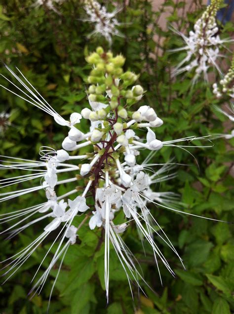 Getting Ready for Butterflies - Lewis Ginter Botanical Garden