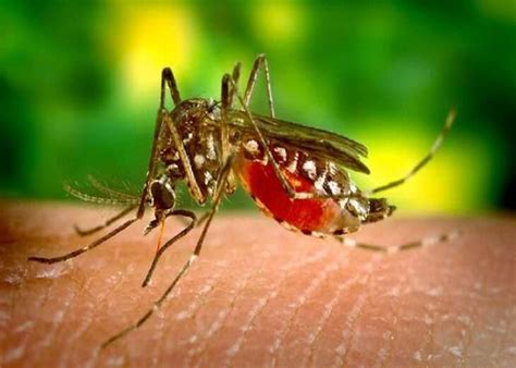 National Dengue Day: आज मनाया जा रहा राष्ट्रीय डेंगू दिवस, जानिए इसके ...