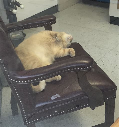 Petition · Make Pumpkin the official Ohio University Bobcat · Change.org