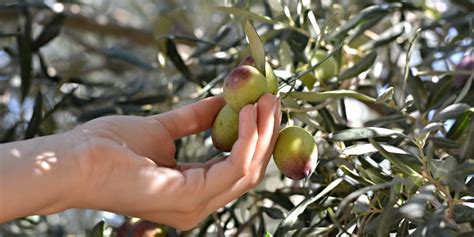 Are Olives Fruits or Vegetables? Uncovering the Truth