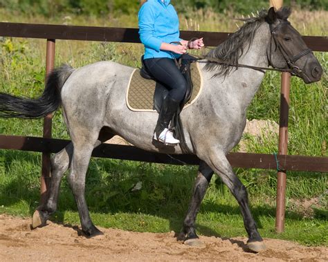 Blue Roan Horses: All About This Rare Horse Color in 2025 ...