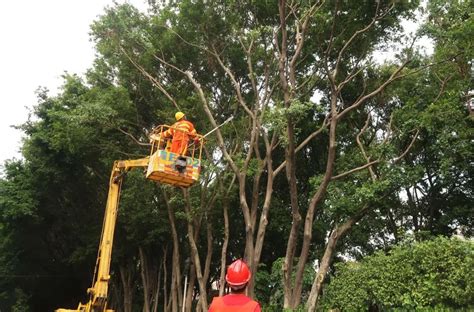 绿化景观提升 为何砍伐树木？_手机新浪网