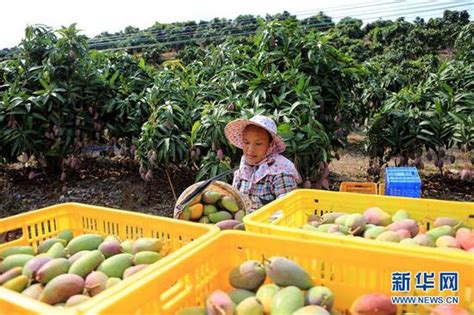 三亚本地人光顾的水果批发市场，芒果和海鲜如此便宜，还带加工
