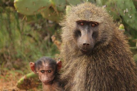 Image result for Why Baboons Attack Humans
