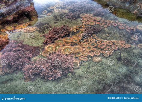 Image result for Tidal Pool Creatures