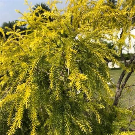 The Golden Bottle Brush (Callistemon citrinus)|Callistemon plant onlin ...