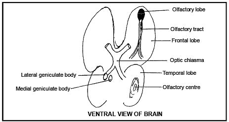 The Human Brain - Biology Class 11 - NEET PDF Download