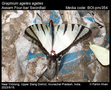 Graphium agetes (Westwood, 1843) - Four-bar Swordtail | Butterfly