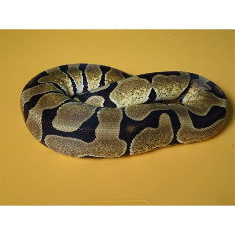 Fire Spider Ball Python