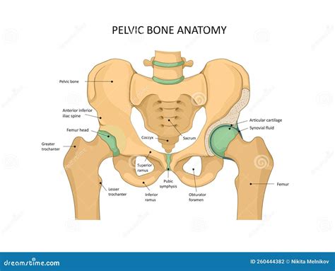 Pelvis Bone Anatomy. Sacrum Ischium Pubis And Ilium. Vector Illustration | CartoonDealer.com ...