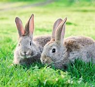 Image result for Two Rabbits First Day of School