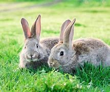 Image result for Two Rabbits Side Pose