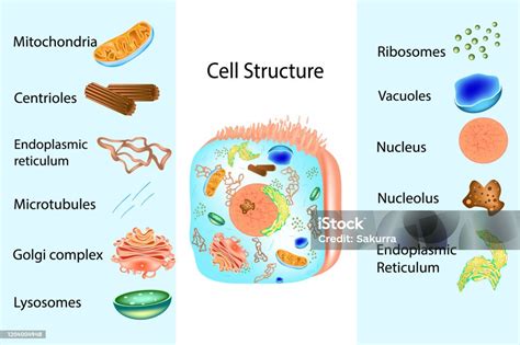 Image result for Human Cell Structure and Function