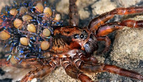 List of Some Deadliest Spiders in The World - lifeberrys.com