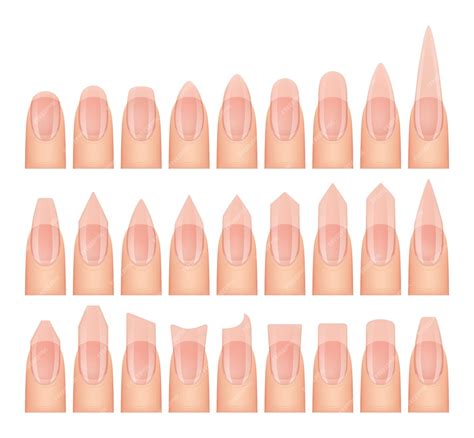 Premium Vector | Nail shapes manicure set different shapes and types of ...