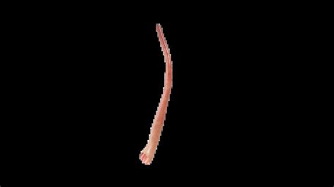3D Anatomy Model of Esophagus