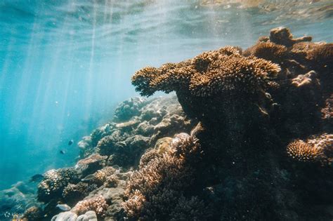 Great Barrier Reef Snorkel & Islands Day Tour from Mackay Harbour ...