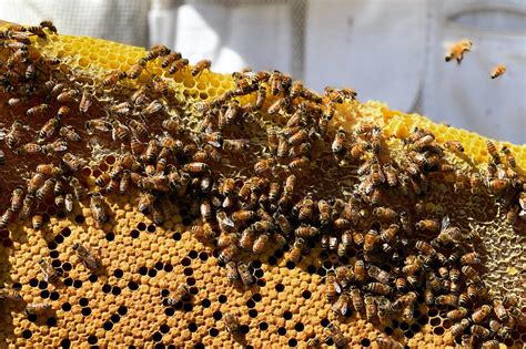 Sustainable Beekeeping: How to Care for Your Bees and the Environment ...