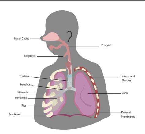 Explain the structure of bronchi with help of a neat diagram and label ...