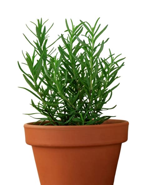 Buy Rosemary Plant Online in Delhi with Home Delivery