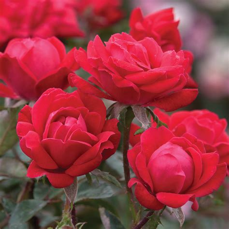 Pink Double Knock Out Roses - LA Landscape Supply
