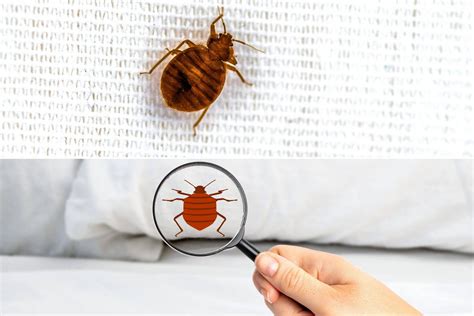 What Attracts Bed Bugs? – Beezzly