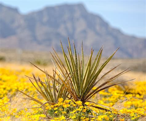 How to overwinter outdoor yuccas: plant protection advice | Homes and ...
