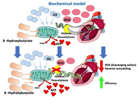 Mechanism of Action and Effects of Sodium-Glucose Cotransporter ...