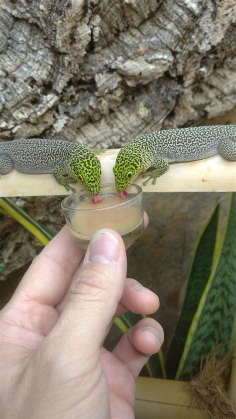 Phelsuma madagascariensis kleine Inselform in Wöllstadt | Tiere ...