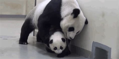 Image result for Pandas Library Python Application