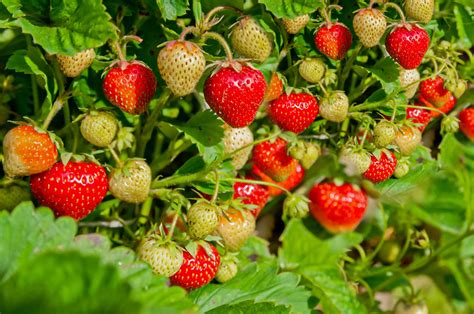 Strawberries How They Grow at Constance Woodford blog