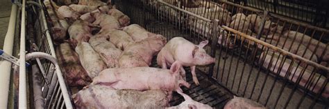 FOUR PAWS Says that Governments “Must Intensify Their Efforts” - FOUR ...